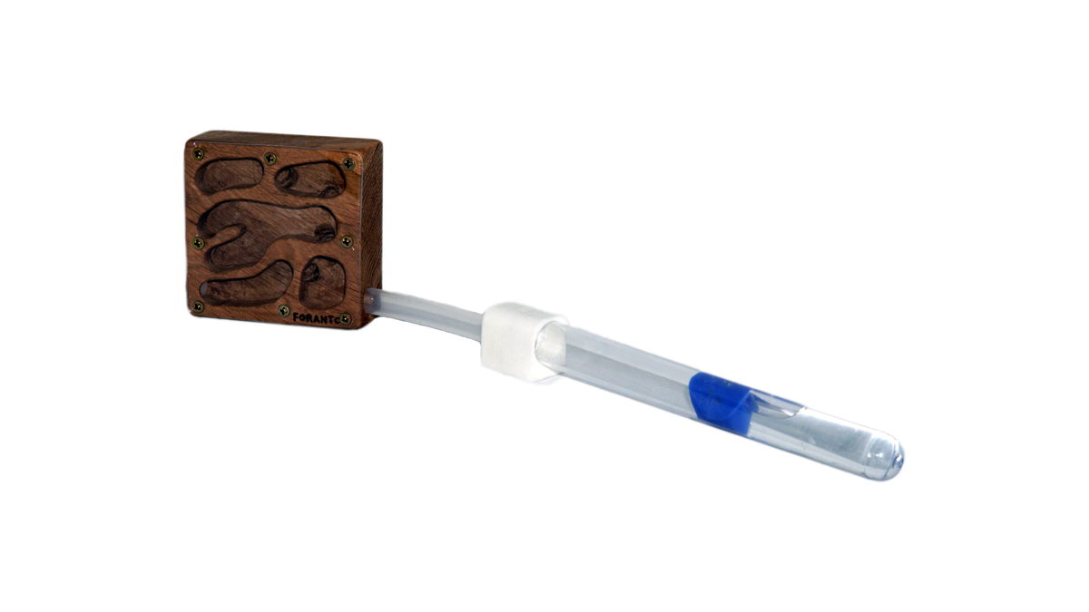 Carpenter Ant Starter Kit