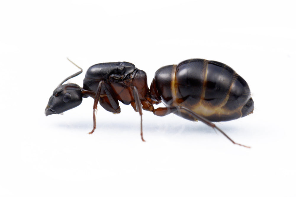 Camponotus vicinus
