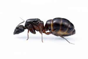 Camponotus vicinus