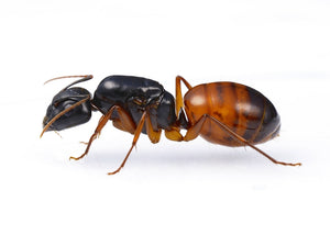 Camponotus sansabeanus