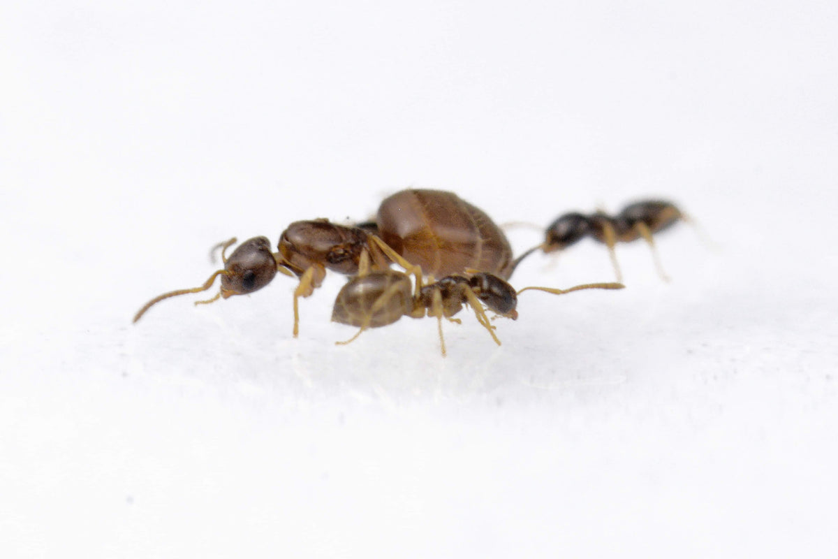 Plagiolepis pygmaea