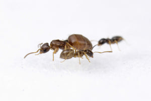 Plagiolepis pygmaea