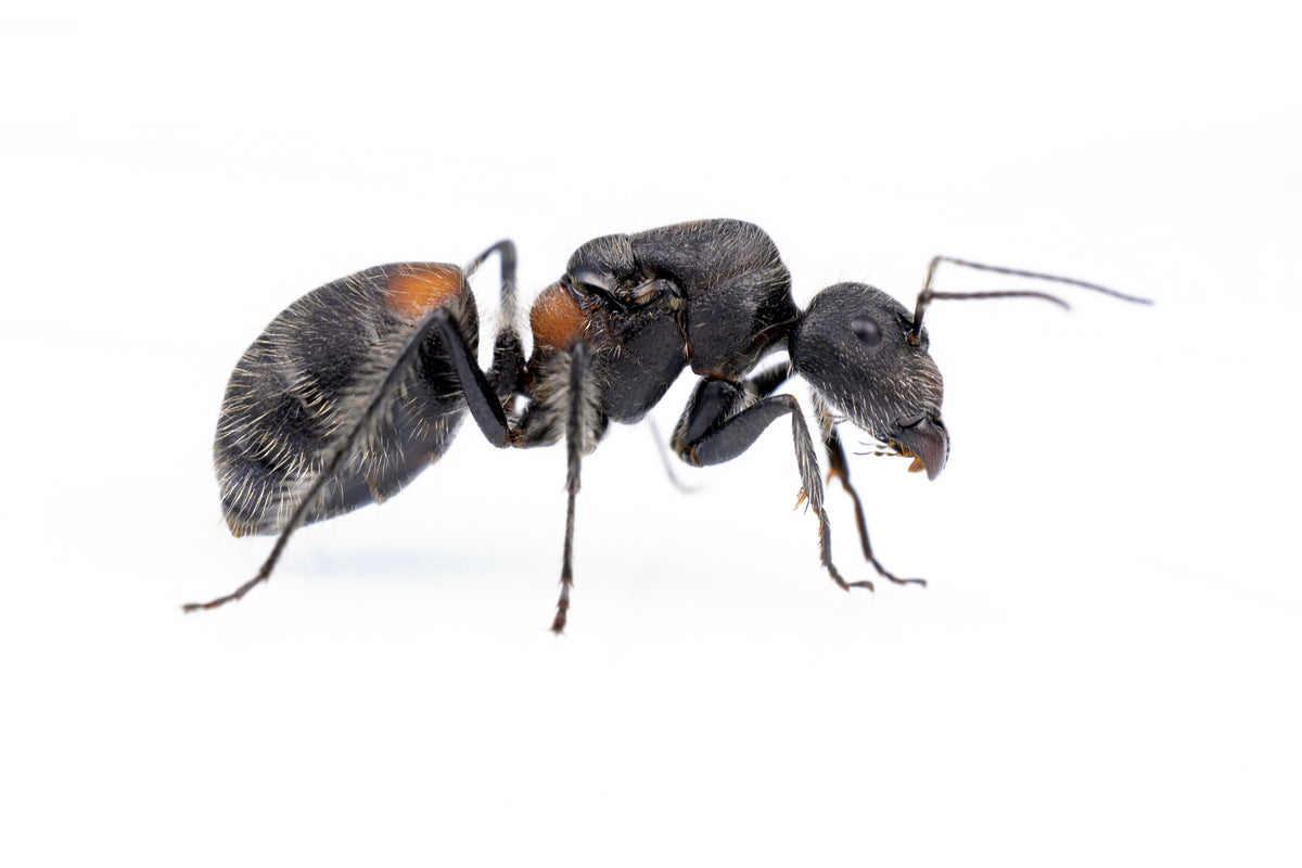 Camponotus wasmanii mutilarius (Sweet Aroma Ant)