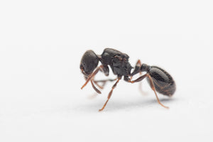 Oxyopomyrmex saulcyi