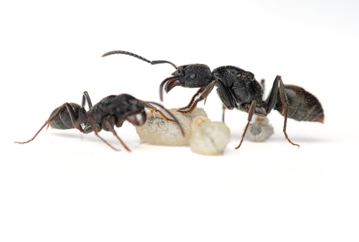 Odontoponera denticulata