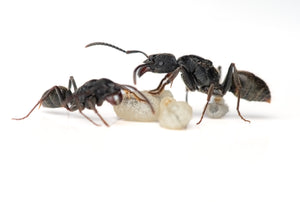 Odontoponera denticulata