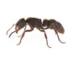 Pseudoneoponera rufipes (Giant 'Spider' Ant)