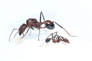 Novomessor cockerelli (Desert Harvester Ant)