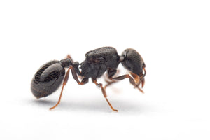 Oxyopomyrmex saulcyi