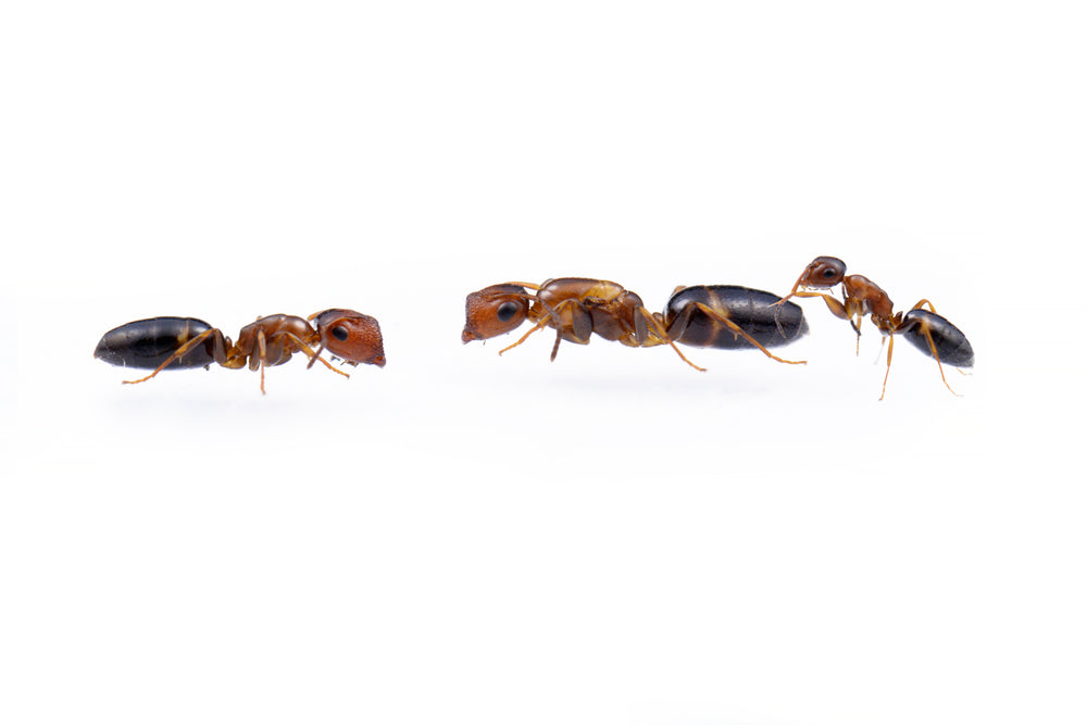 Colobopsis truncata