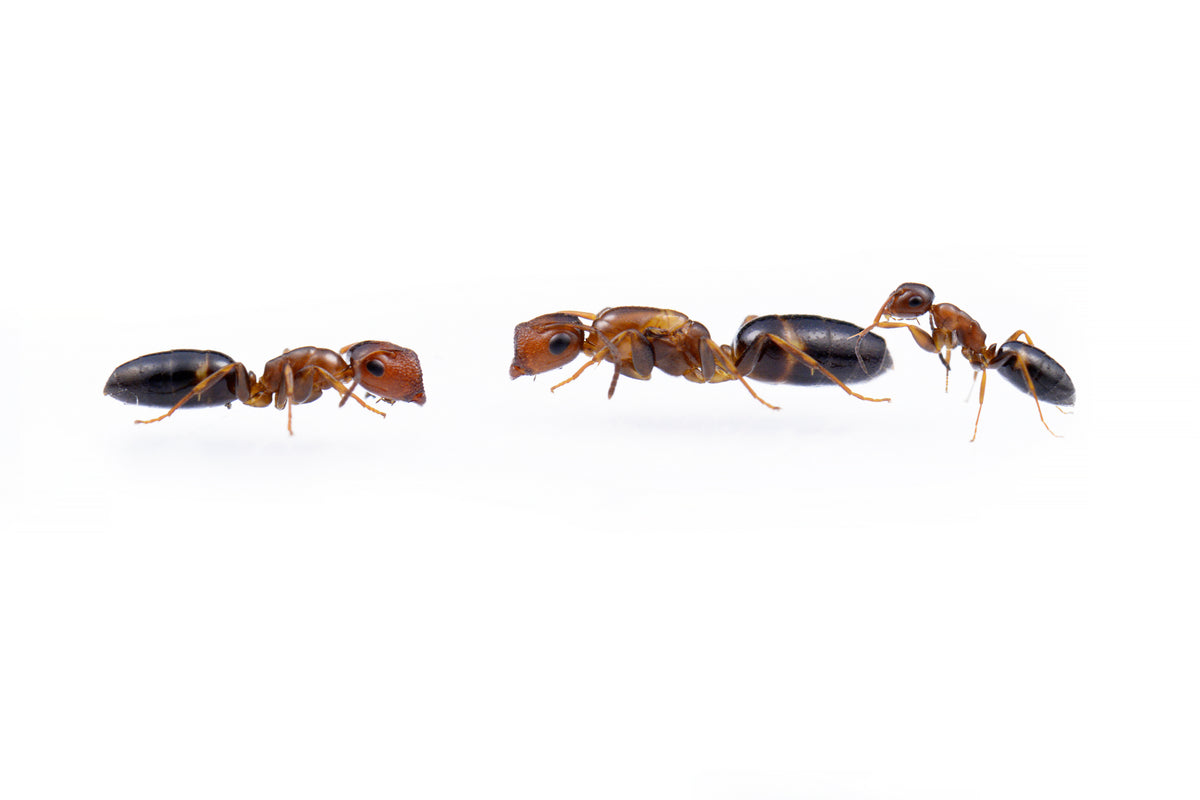 Colobopsis truncata