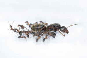 Liometopum microcephalum