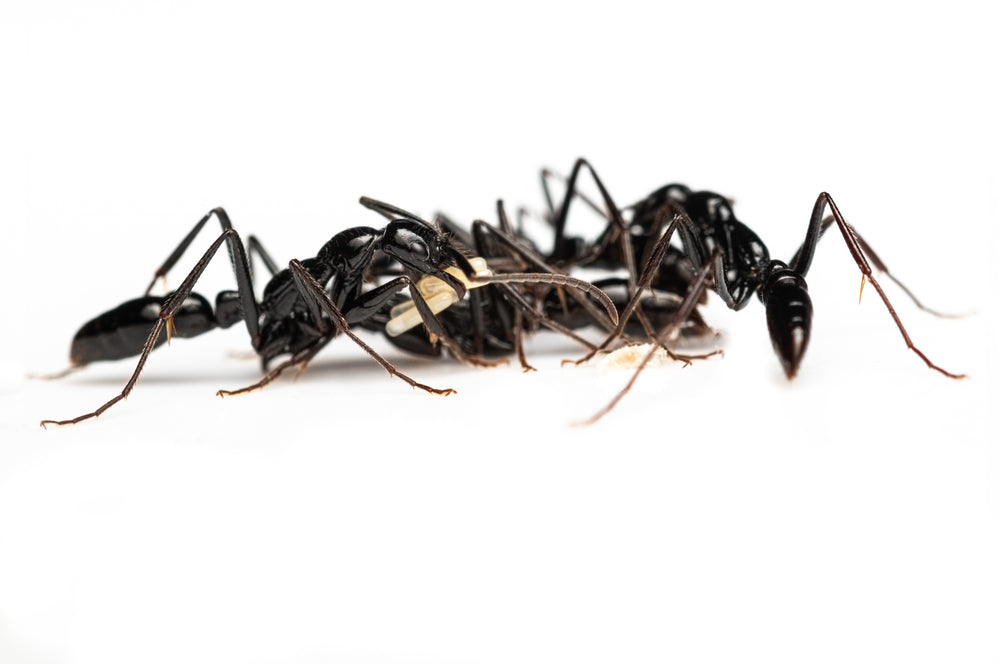 Leptogenys diminuta (Long Legged Ponerine Ant)