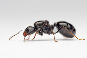 Messor bouvieri (Harvester Ant)