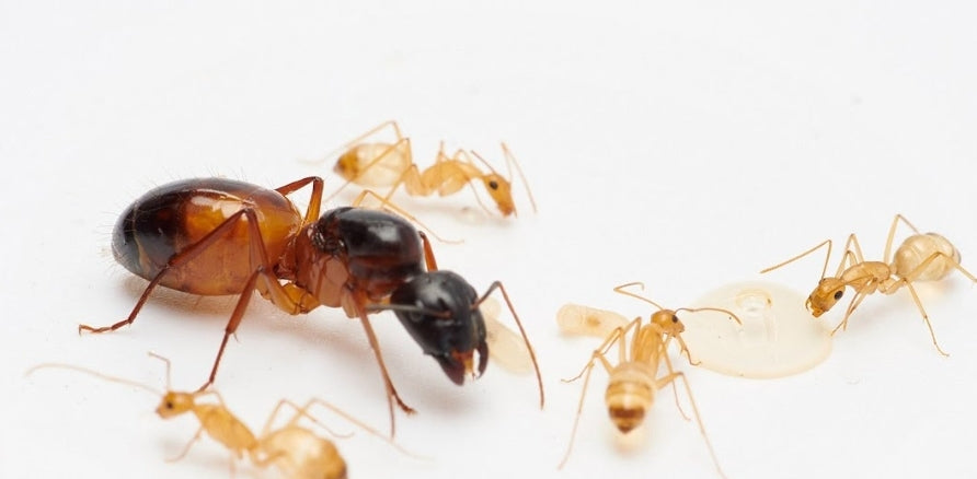 Camponotus sanctus 