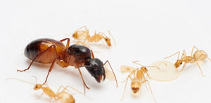 Camponotus sanctus 