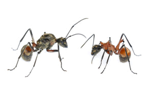 Polyrhachis bihamata (Fish Hook Ant)