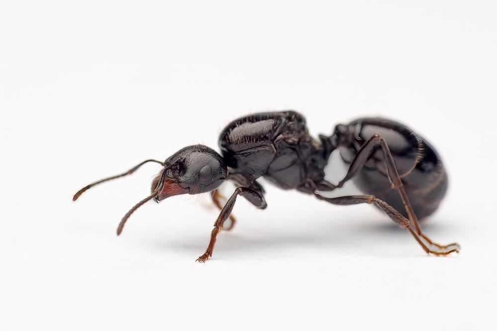 Messor bouvieri (Harvester Ant)