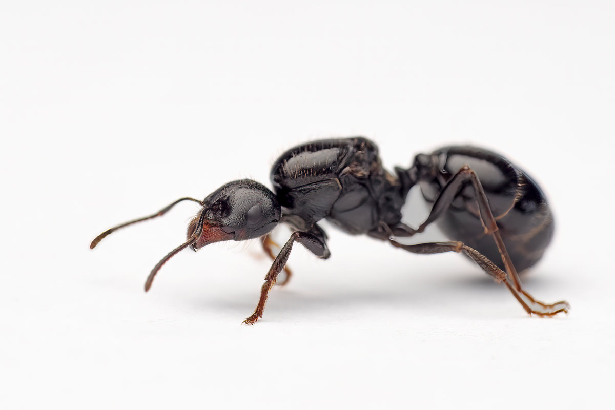 Messor bouvieri (Harvester Ant)