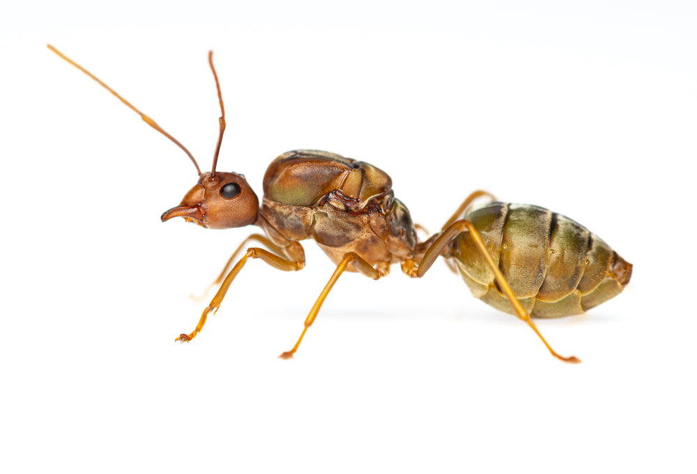 Oecophylla longinoda (African Weaver Ant)