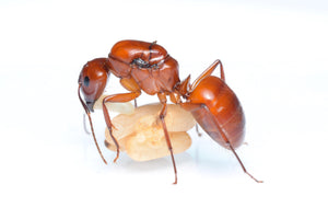 Camponotus castaneus (Red Carpenter Ant)