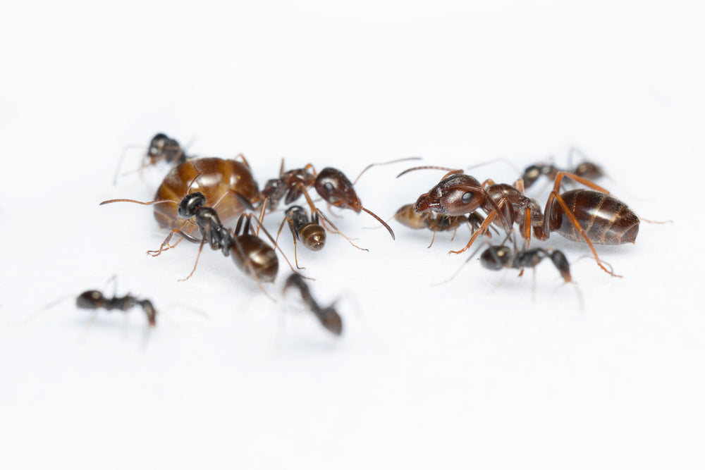 Proformica ferreri (European Honey Pot Ant)