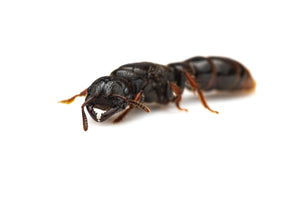 Myopopone castanea