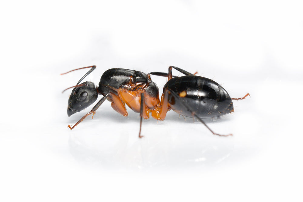 Camponotus arnoldinus