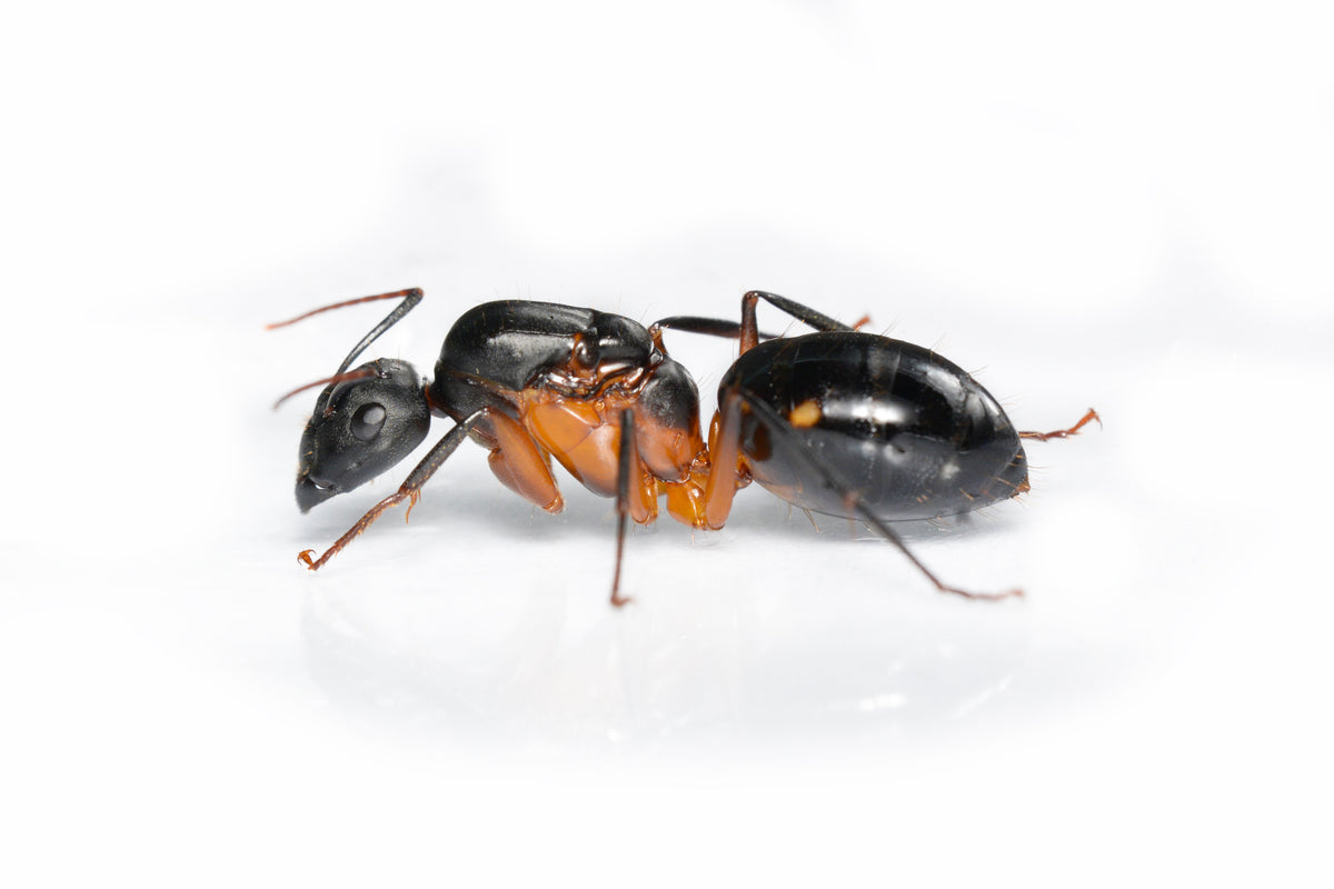 Camponotus arnoldinus