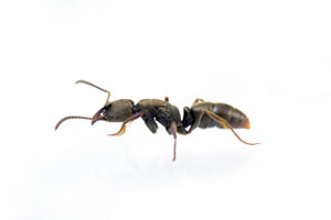 Ectomomyrmex annamitus