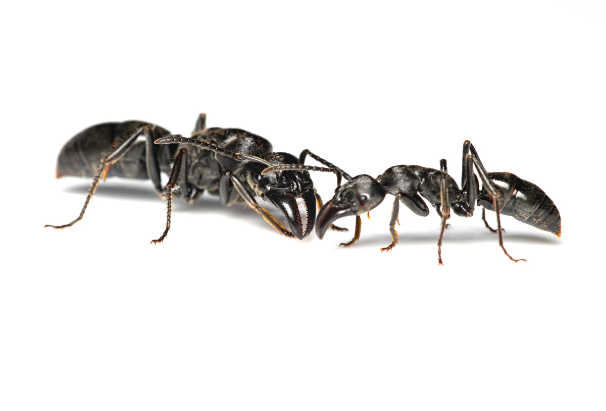 Paltothyreus tarsatus (Giant African Stink Ant)