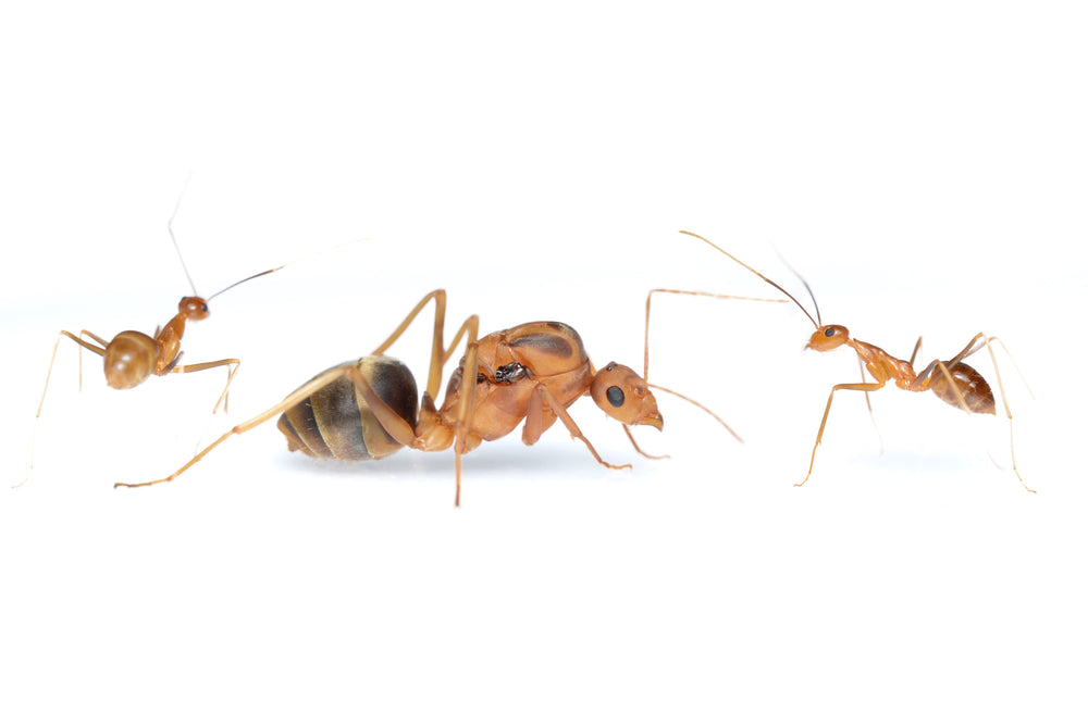 Anoplolepis gracilipes (Yellow Crazy Ants)