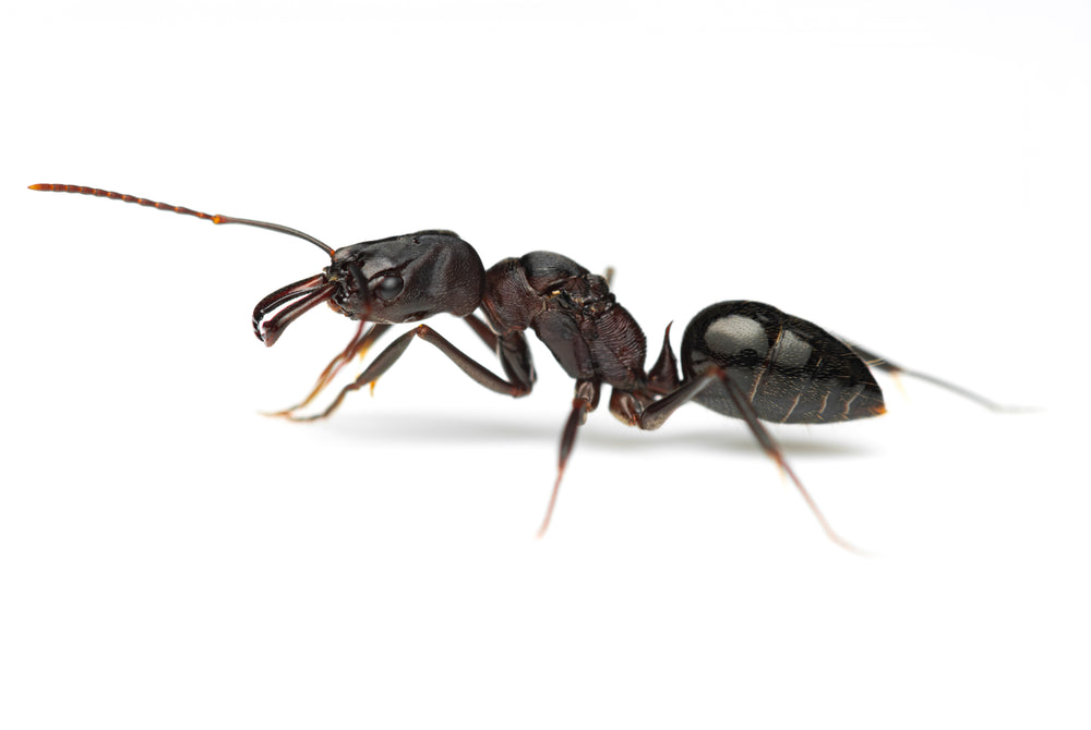 Odontomachus troglodytes (African Trap Jaw Ant)