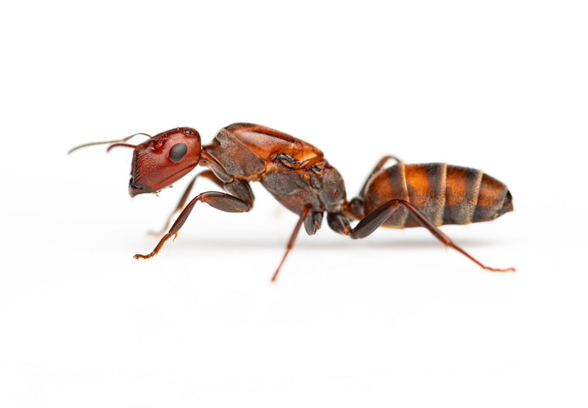 Colobopsis badia
