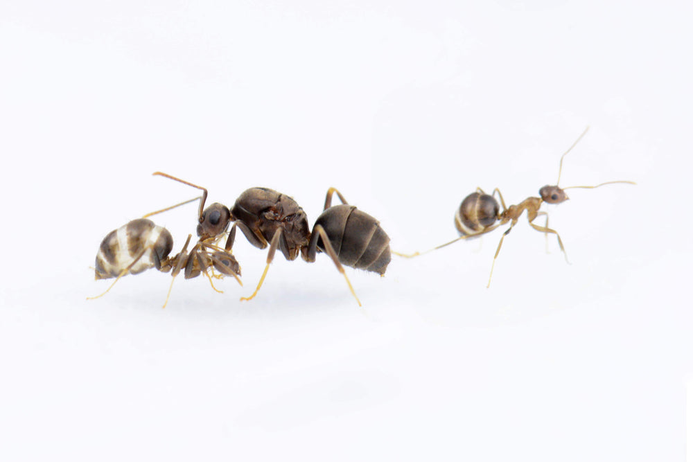 Prenolepis naoroji