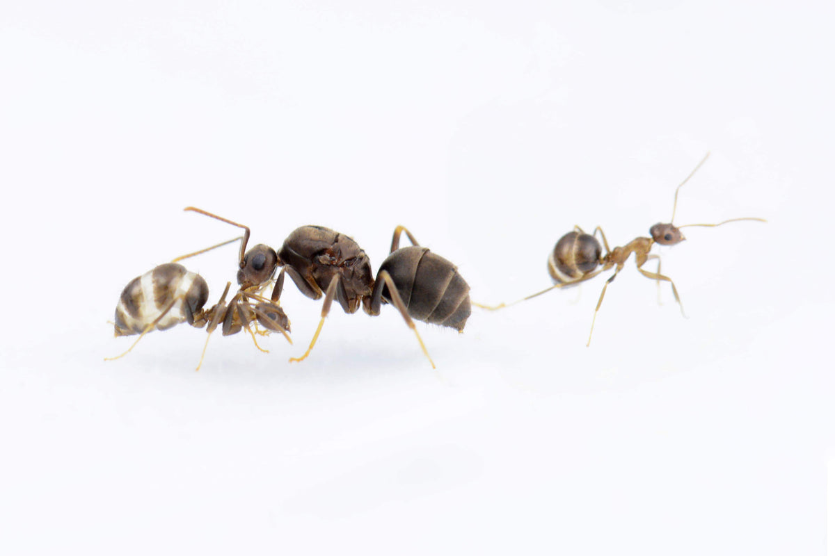 Prenolepis naoroji