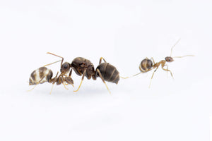 Prenolepis naoroji