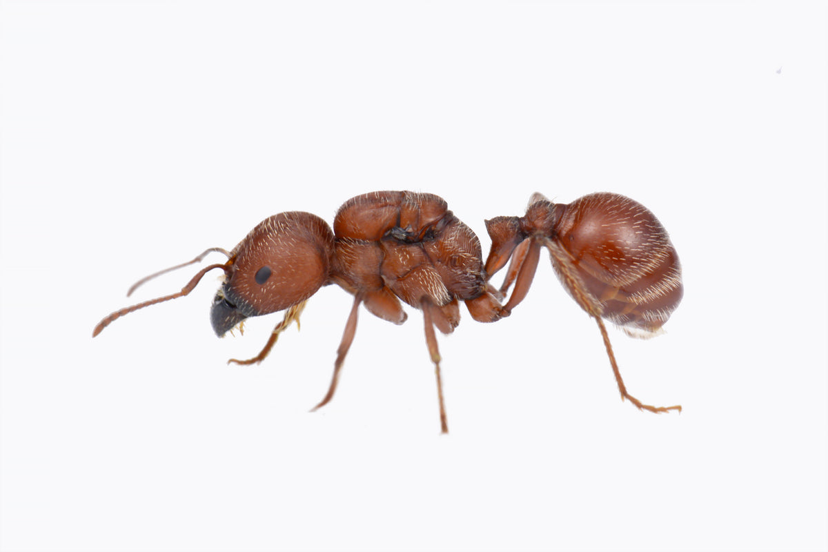 Pogonomyrmex badius (Florida Harvester Ant)