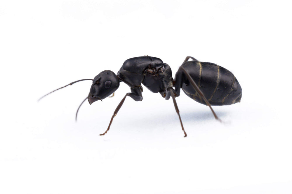 Camponotus micans