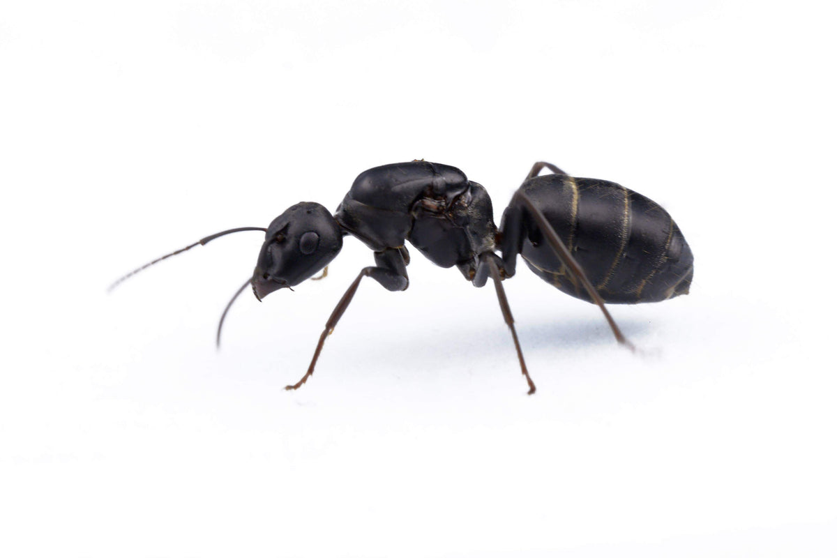 Camponotus micans