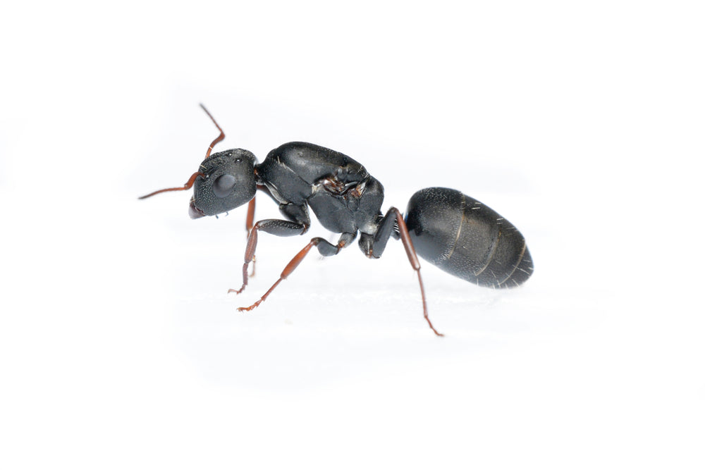 Camponotus cf. confluens trematogaster