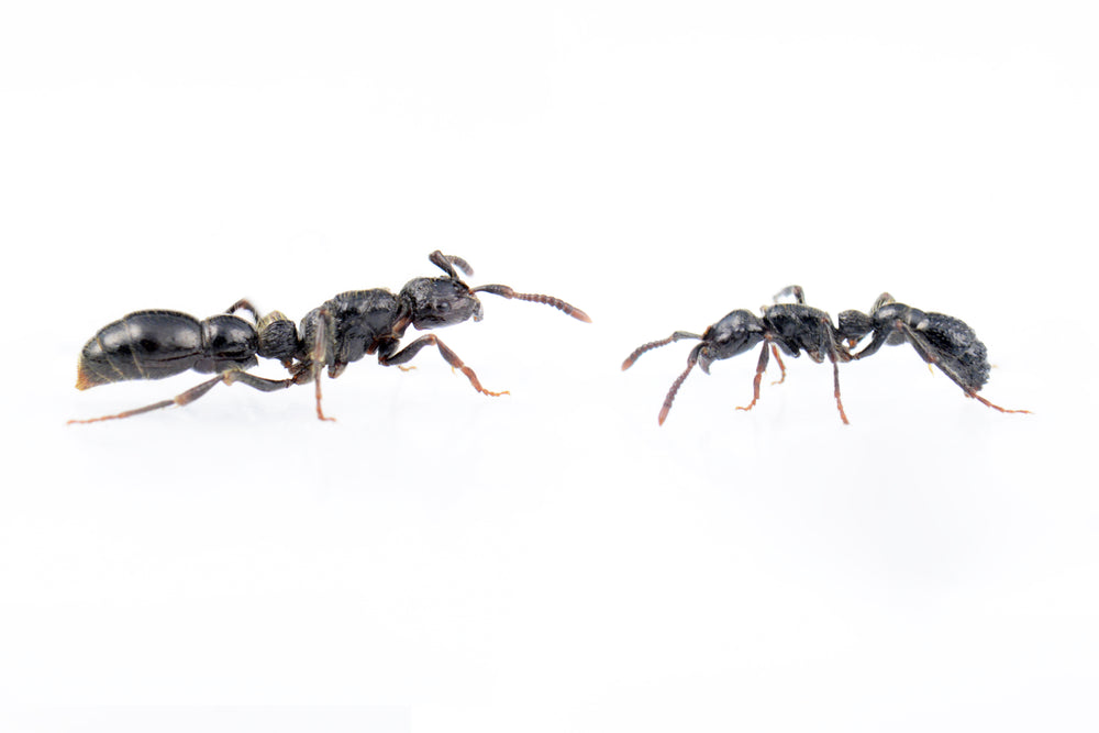 Cerapachys sulcinodis (Asian Raider Ant)