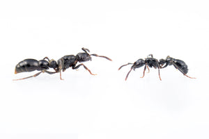 Cerapachys sulcinodis (Asian Raider Ant)