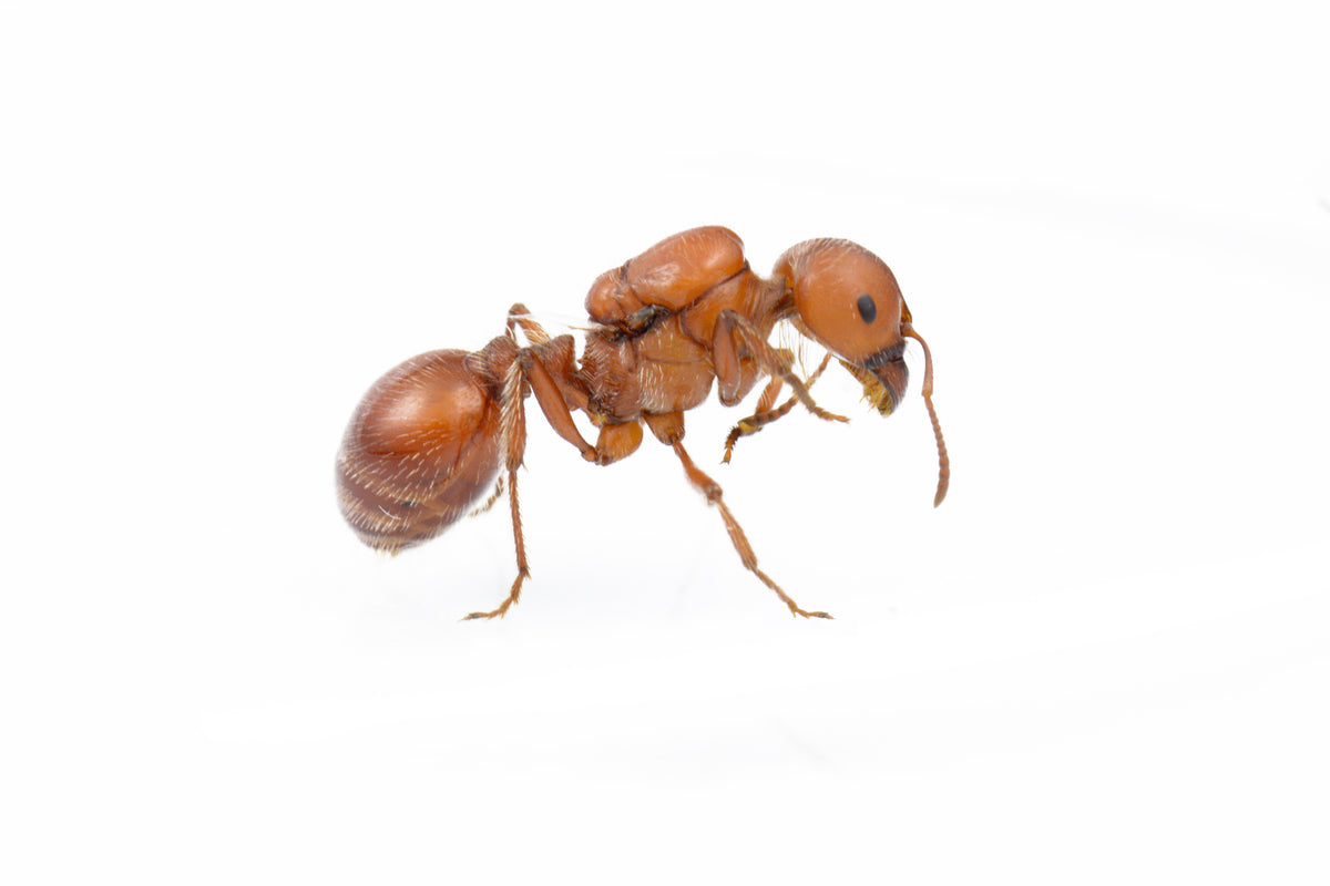 Pogonomyrmex barbatus (American Harvester Ant)