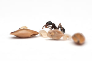 Messor aciculatus