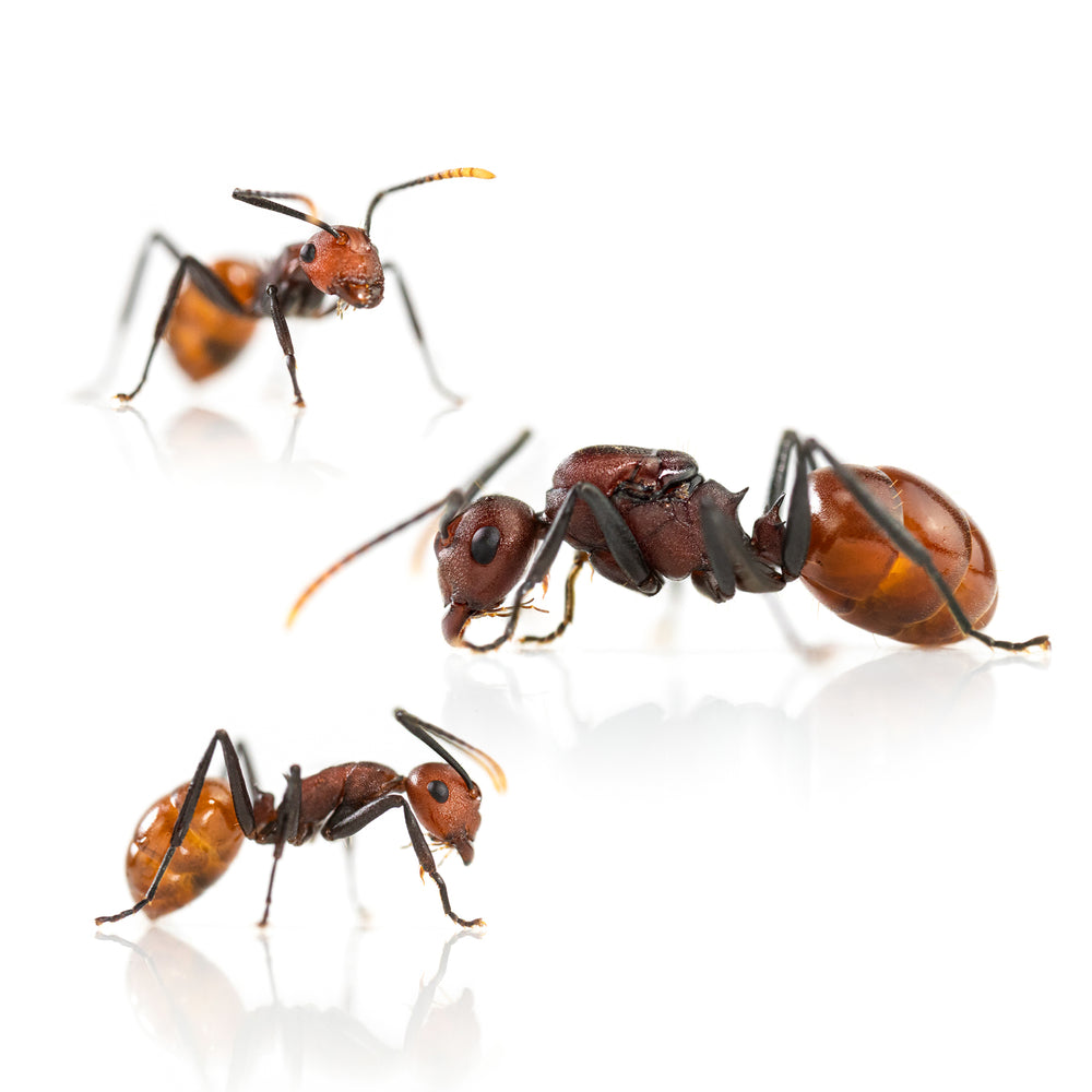 Polyrhachis thrinax  (Red Asian Weaver Ants)