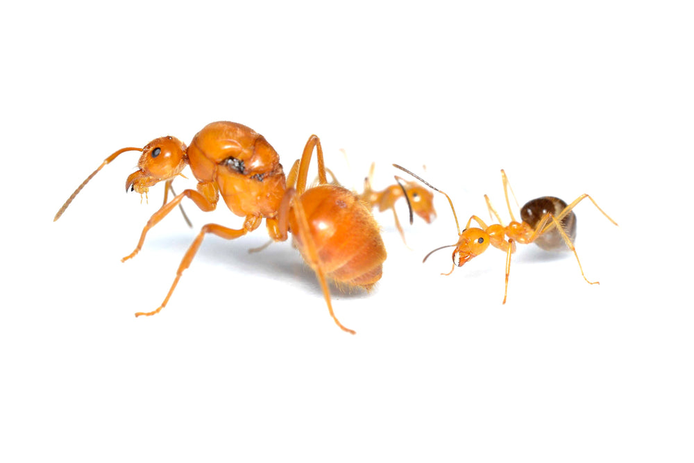 Prenolepis melanogaster (Asian Honey Pot Ant)