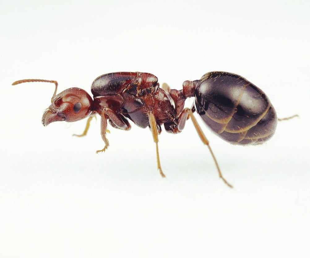 Messor aegyptiacus (Red Harvester Ant)