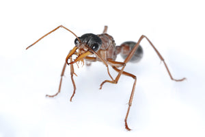 Myrmecia nigriceps (Tri Colour Bulldog Ant)