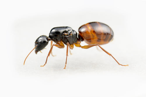 Camponotus americanus